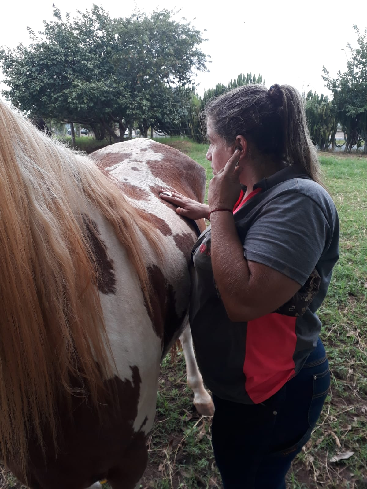 Ausculta a Campo