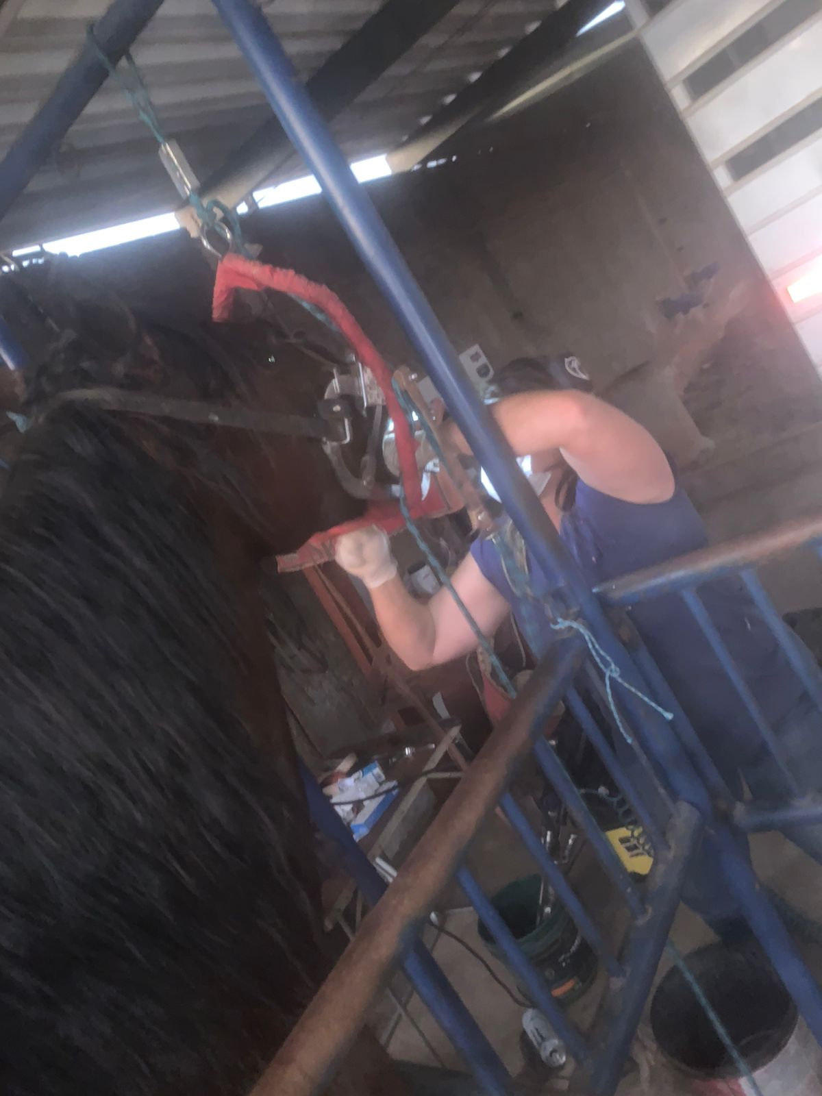 Odontologia Equina